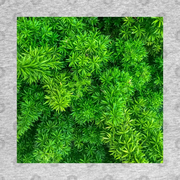 Foxtail fern (Sprenger's asparagus) green plant texture background by FOGSJ